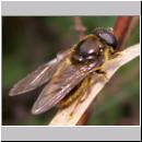Cheilosia canicularis - Korbbluetler Erzschwebfliege m07.jpg